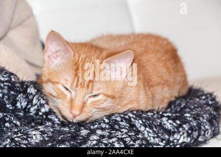 Red kitten lying on a couch Stock Photo