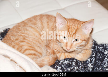 Red kitten lying on a white couch Stock Photo