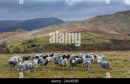 Flock of Herdwick ewes on upland pastures at Tupping time in the Autumn. Cumbria, UK. Stock Photo