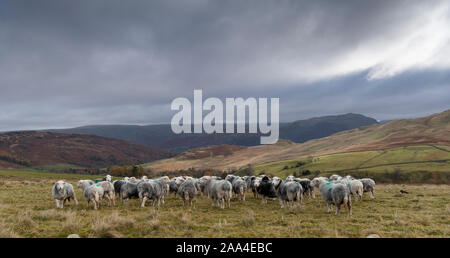 Flock of Herdwick ewes on upland pastures at Tupping time in the Autumn. Cumbria, UK. Stock Photo