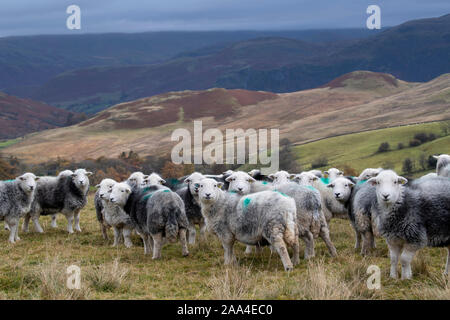 Flock of Herdwick ewes on upland pastures at Tupping time in the Autumn. Cumbria, UK. Stock Photo