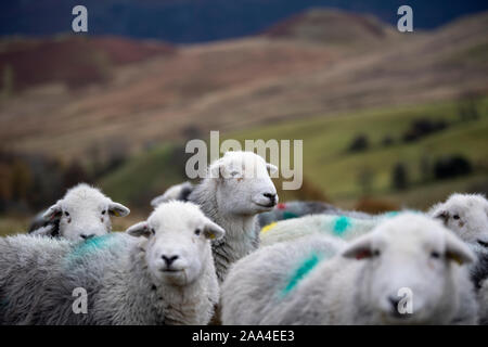 Flock of Herdwick ewes on upland pastures at Tupping time in the Autumn. Cumbria, UK. Stock Photo