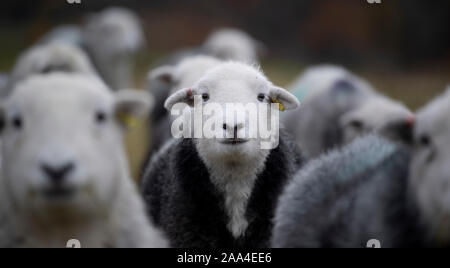 Flock of Herdwick ewes on upland pastures at Tupping time in the Autumn. Cumbria, UK. Stock Photo