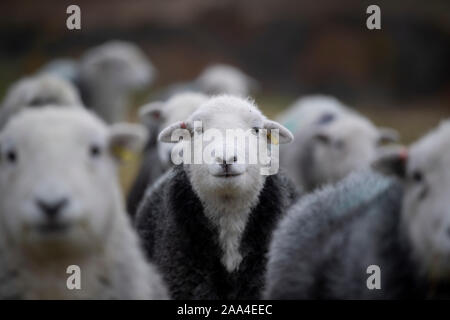 Flock of Herdwick ewes on upland pastures at Tupping time in the Autumn. Cumbria, UK. Stock Photo