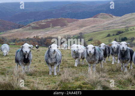 Flock of Herdwick ewes on upland pastures at Tupping time in the Autumn. Cumbria, UK. Stock Photo