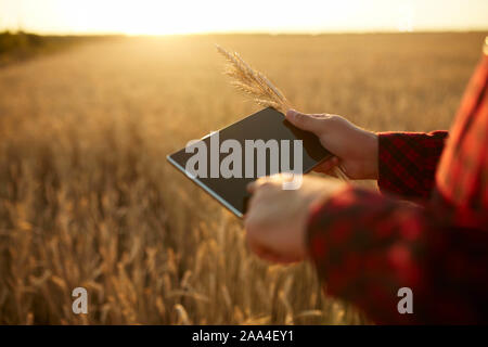 Smart farming using modern technologies in agriculture. Man agronomist farmer with digital tablet computer in wheat field using apps and internet Stock Photo