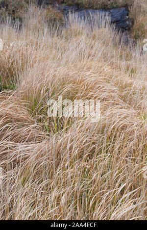 Dry brown autumn grass waving in the wind. Seasonal concept Stock Photo