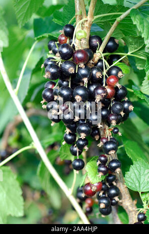 Ribes nigrum 'Titania' Stock Photo