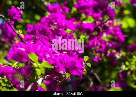 Pink Bougainvillea spectabilis plant showing flowers and leaves, Kenya, East Africa Stock Photo