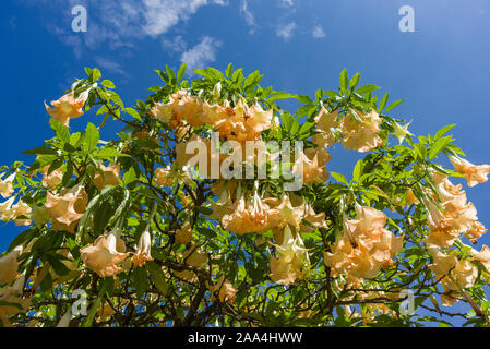 Angels trumpet (Brugmansia suaveolens or Datura suaveolens) flowers hanging down, Kenya, East Africa Stock Photo