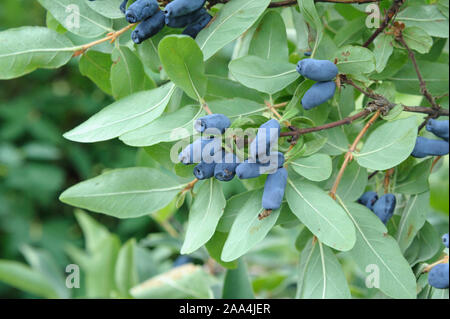 Maibeere (Lonicera caerulea var. kamtschatica) Stock Photo