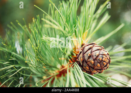 Green coniferous cedar ripe pine cones on tree branch forest sunlight. Stock Photo