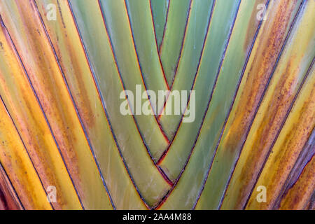 Detail close-up in landscape format of mature grown fan palm tree with shades of green yellow and red with intersecting lines forming natural backgrou Stock Photo
