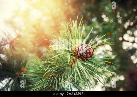 Green coniferous cedar ripe pine cones on tree branch forest sunlight. Concept harvesting and receiving oil. Stock Photo