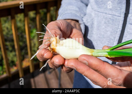 Closeup of hands holding green onion sprout with small roots for planting gardening in backyard deck Stock Photo
