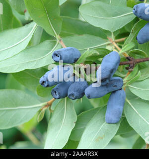 Blaue Honigbeere (Lonicera caerulea var. kamtschatica) Stock Photo