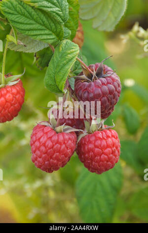 Himbeere (Rubus idaeus 'Pokusa') Stock Photo