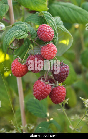 Himbeere (Rubus idaeus 'Pokusa') Stock Photo