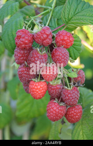 Himbeere (Rubus idaeus 'Pokusa') Stock Photo