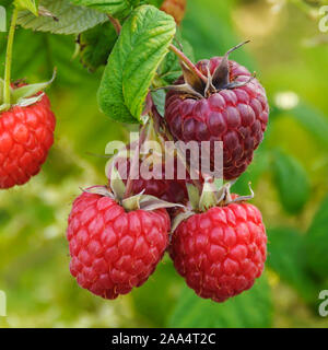 Himbeere (Rubus idaeus 'Pokusa') Stock Photo