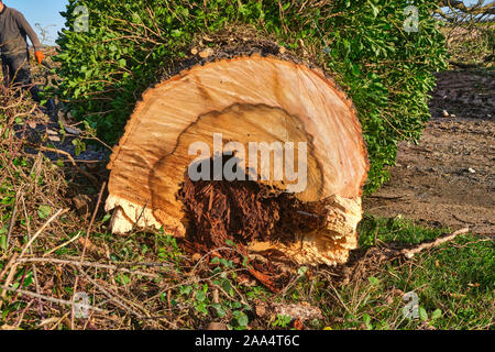 A cross section of a recently felled diseased Ash tree Fraxinus excelsior exhibiting Heart rot fungal disease that causes decay in the centre of trunk Stock Photo