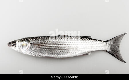 Close-Up Of Golden Grey Mullet Isolated On White Stock Photo