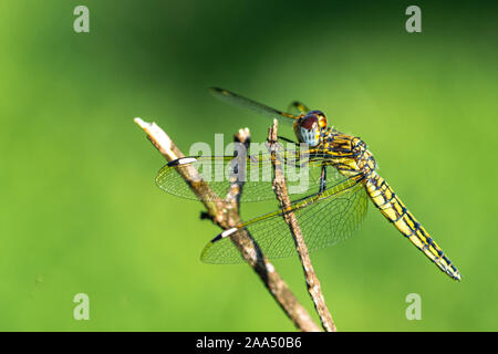 Banded groundling dragonfly (Brachythemis leucosticta) resting on a branch twig, Entebbe, Uganda Stock Photo