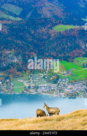 Sankt Gilgen: lake Wolfgangsee, town Sankt Gilgen, chamois (Rupicapra rupicapra) in Salzkammergut, Salzburg, Austria Stock Photo