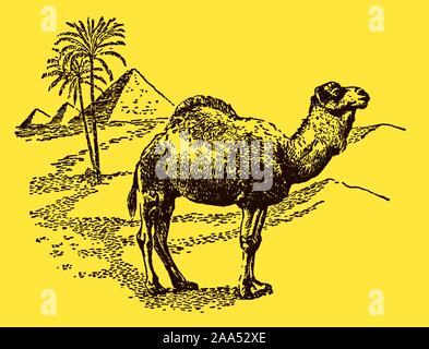 Dromedary (camelus dromedarius) standing in the sahara desert in front of a palm and three pyramids, on a yellow background. Editable in layers Stock Vector