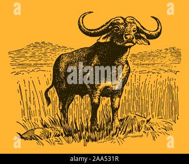 African or cape buffalo (syncerus caffer) standing in an orange landscape with tall grasses. Editable in layers Stock Vector
