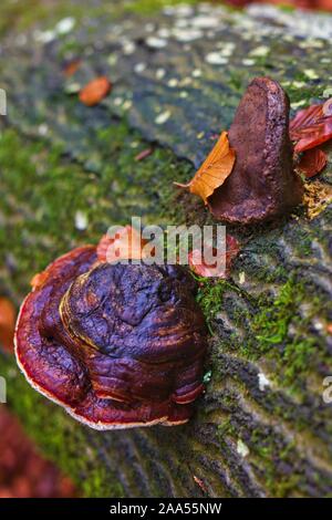 Cap of red-belted bracket Fomitopsis pinicola selective focus, growing on dead conifer tree trunk, annual rings, , season fall autumn, top view brown Stock Photo