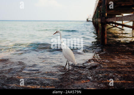 White egret walking on beach by pier in Egypt. Heron looking for food. Wild birds Stock Photo