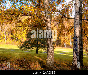 Colorful golden autumn trees Gothenburg, Sweden Stock Photo
