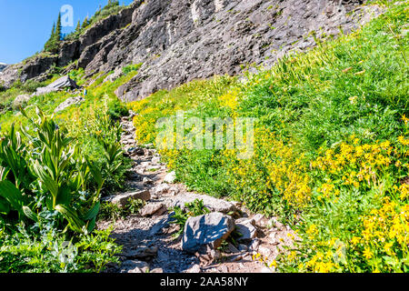 Many yellow daisy wildflowers flowers on meadow along steep rocky path trail to Ice lake near Silverton, Colorado on summit in August 2019 summer Stock Photo