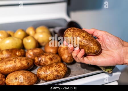 Closeup of hand holding whole washed russet and gold potatoes vegetables ingredient ready for baking on pan stove in kitchen Stock Photo