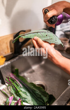 Wet green red kale leaves on kitchen counter with man washing vegetables over sink for healthy meal cooking preparation Stock Photo