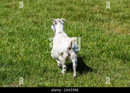 Small white goat running back on green grass in Montrose or Delta, Colorado summer cute adorable farm animal closeup Stock Photo