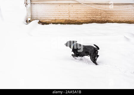 Black labrador dog running in winter snow by house backyard high angle view of pet animal with collar in action motion Stock Photo