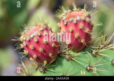 Close up of pink Opuntia Monacantha fruit on cactus Stock Photo