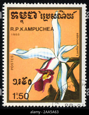 A stamp printed in Kampuchea shows white flower orchid  Laelia Anceps , 1988 Stock Photo