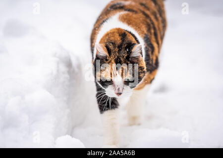 Closeup of kitty high angle view outside in backyard during snow snowing snowstorm in garden walking on path curious exploring cold winter weather Stock Photo