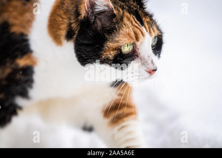 Calico closeup of cat kitty face and green eyes outside in backyard during snow snowing snowstorm in garden walking curious exploring cold winter weat Stock Photo