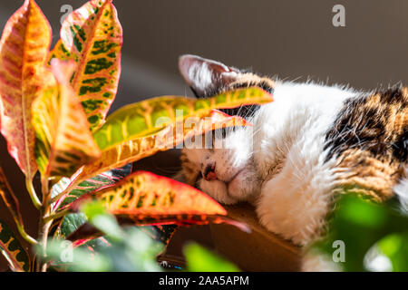 Calico cat closeup sleeping in sunlight by window of house hiding behind croton red plant in room Stock Photo