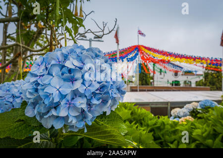 Image of beautiful blooming hydrangeas in the nature Stock Photo