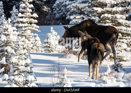 Two moose in a meadow. Stock Photo