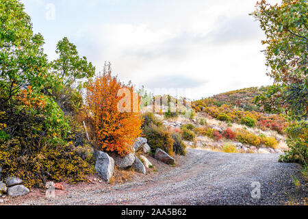 Autumn orange foliage on trees in garden backyard in Colorado during fall season in rocky mountains with dirt road in Woody Creek residential neighbor Stock Photo