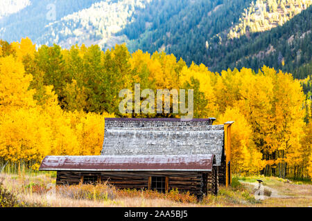 Castle Creek road wooden house cabin in famous Ashcroft ghost town with yellow foliage aspen trees in Colorado rocky mountains autumn fall Stock Photo