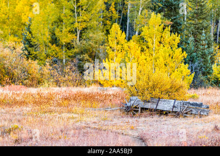 Castle Creek road abandoned wood in Ashcroft ghost town with yellow foliage aspen trees in Colorado rocky mountains autumn fall Stock Photo
