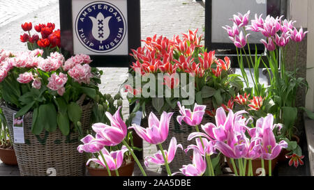 AMSTERDAM, NETHERLANDS-OCTOBER, 12, 2017: wide shot of tulips at the tulip museum in amsterdam Stock Photo