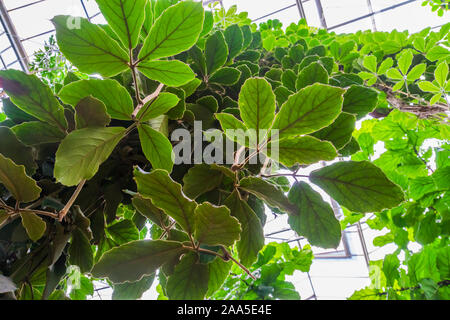 closeup of the leaves a giant grape vine plant, tropical cultivated plant specie, Horticulture and nature background Stock Photo